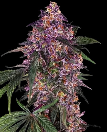 Woody Kush cannabis seeds packaging — Royal King Seeds Australia