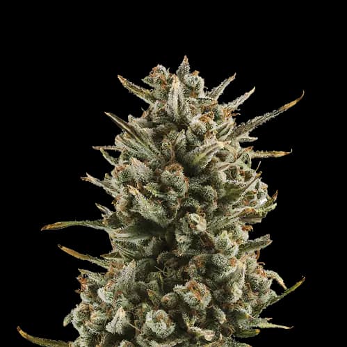 WSU cannabis seeds packaging — Royal King Seeds Australia