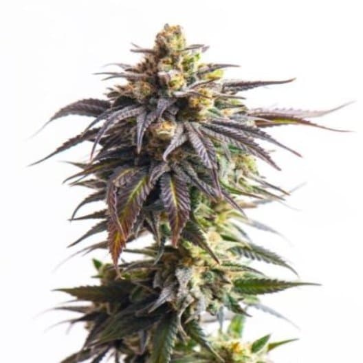 X-Files cannabis seeds packaging — Royal King Seeds Australia