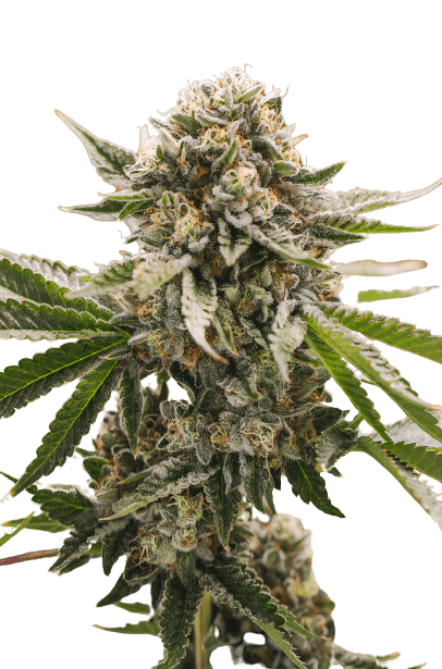 X-Wing cannabis seeds packaging — Royal King Seeds Australia