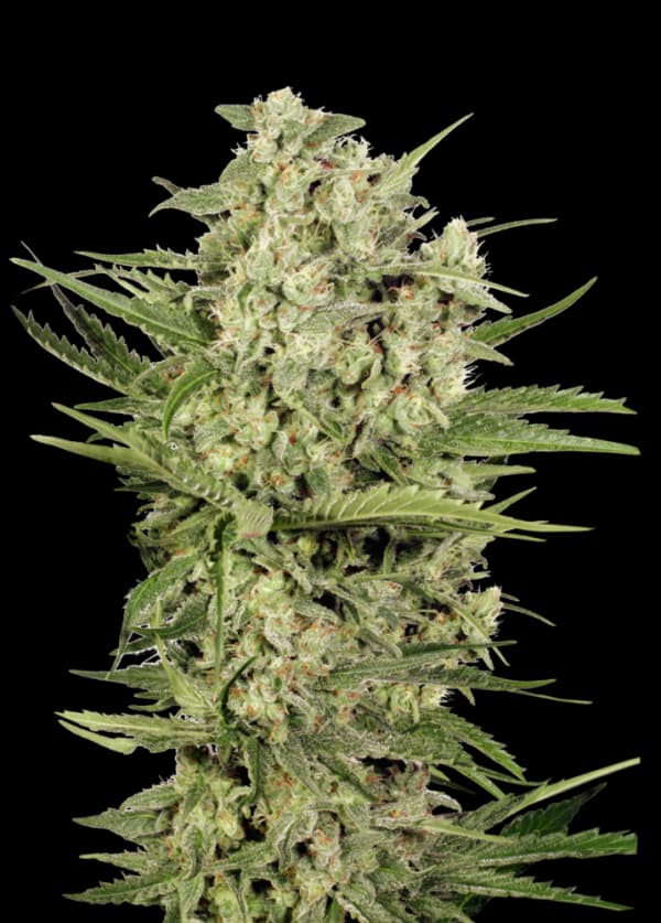 XXX 420 cannabis seeds packaging — Royal King Seeds Australia