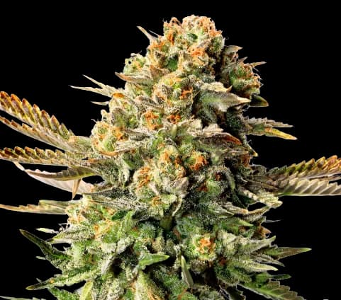 XXX OG cannabis seeds packaging — Royal King Seeds Australia