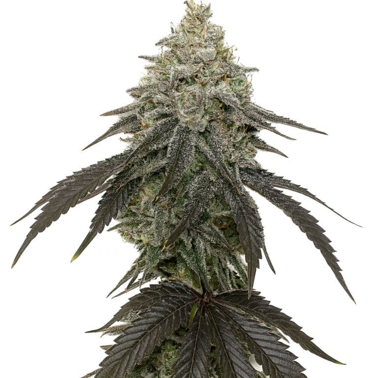 Zebra Cake cannabis seeds packaging — Royal King Seeds Australia