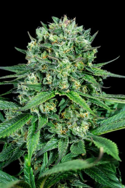 Zen CBD cannabis seeds packaging — Royal King Seeds Australia