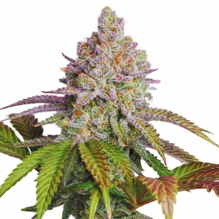 Zkittlez cannabis seeds packaging — Royal King Seeds Australia