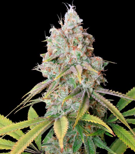 Zombie Kush cannabis seeds packaging — Royal King Seeds Australia
