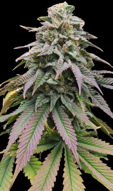 Zombie OG cannabis seeds packaging — Royal King Seeds Australia