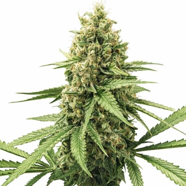 3X Crazy cannabis seeds packaging — Royal King Seeds Australia