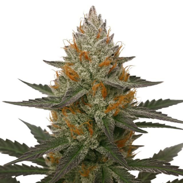 41 Cherries cannabis seeds packaging — Royal King Seeds Australia
