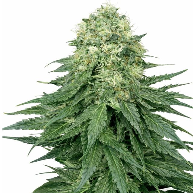 Ace Killer OG cannabis seeds packaging — Royal King Seeds Australia