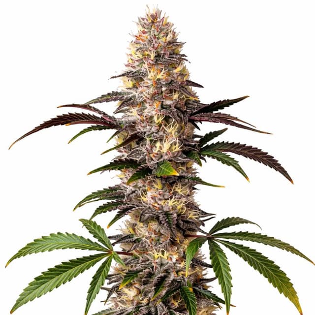 Alaskan Thunder Fuck cannabis seeds packaging — Royal King Seeds Australia