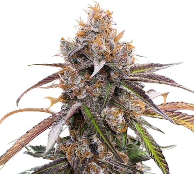 Blue Diamond cannabis seeds packaging — Royal King Seeds Australia