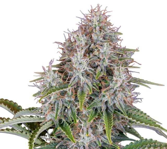 Blue Haze cannabis seeds packaging — Royal King Seeds Australia