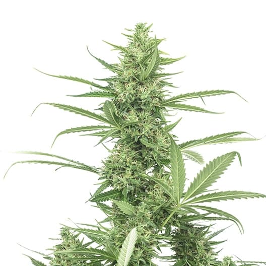 Blue Kiss cannabis seeds packaging — Royal King Seeds Australia