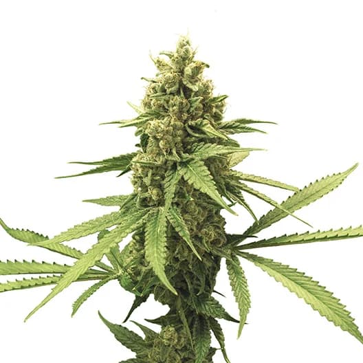Cali Jack cannabis seeds packaging — Royal King Seeds Australia