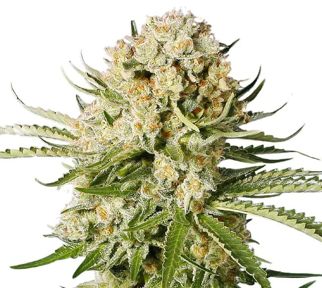 Cannalope Haze cannabis seeds packaging — Royal King Seeds Australia
