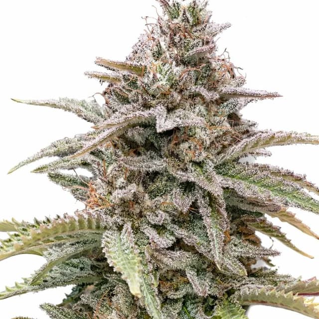 CBD Critical Mass cannabis seeds packaging — Royal King Seeds Australia