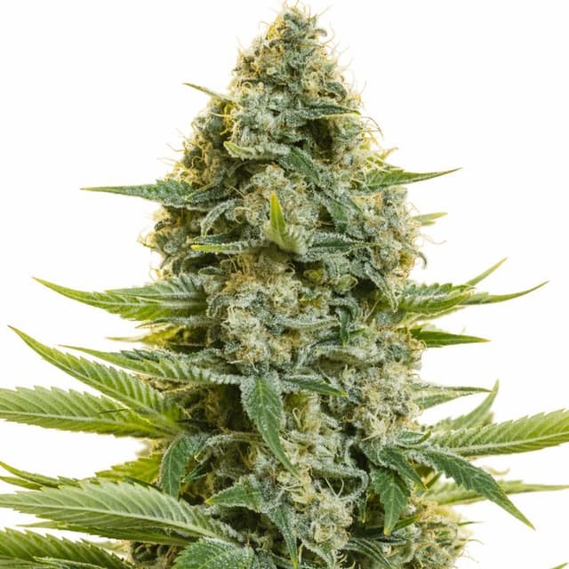 CBD Moby Dick Feminized