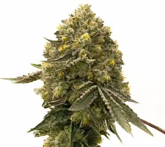 Critical Crack cannabis seeds packaging — Royal King Seeds Australia