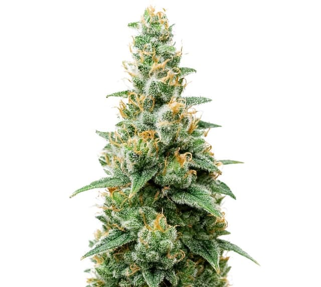 Critical Skunk Feminized