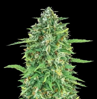 Dogwalker OG cannabis seeds packaging — Royal King Seeds Australia