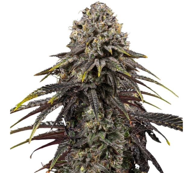 Dynamite Diesel cannabis seeds packaging — Royal King Seeds Australia