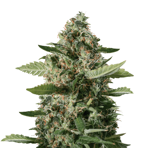 East Coast Sour Diesel Feminized