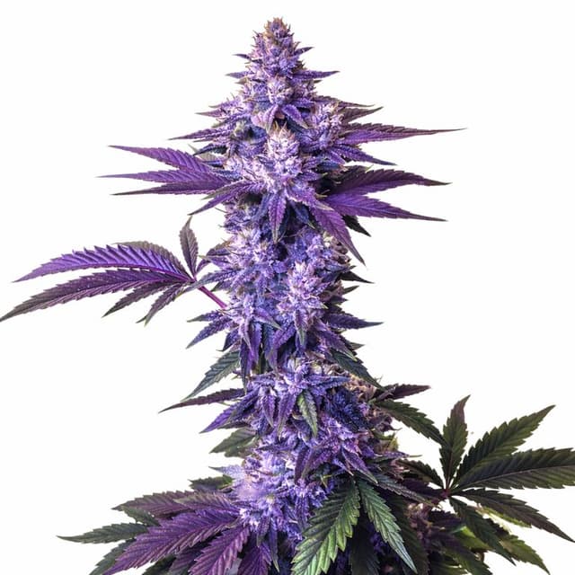 Granddaddy Purple Feminized