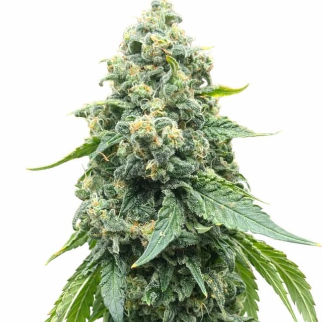 Grape Guava Feminized