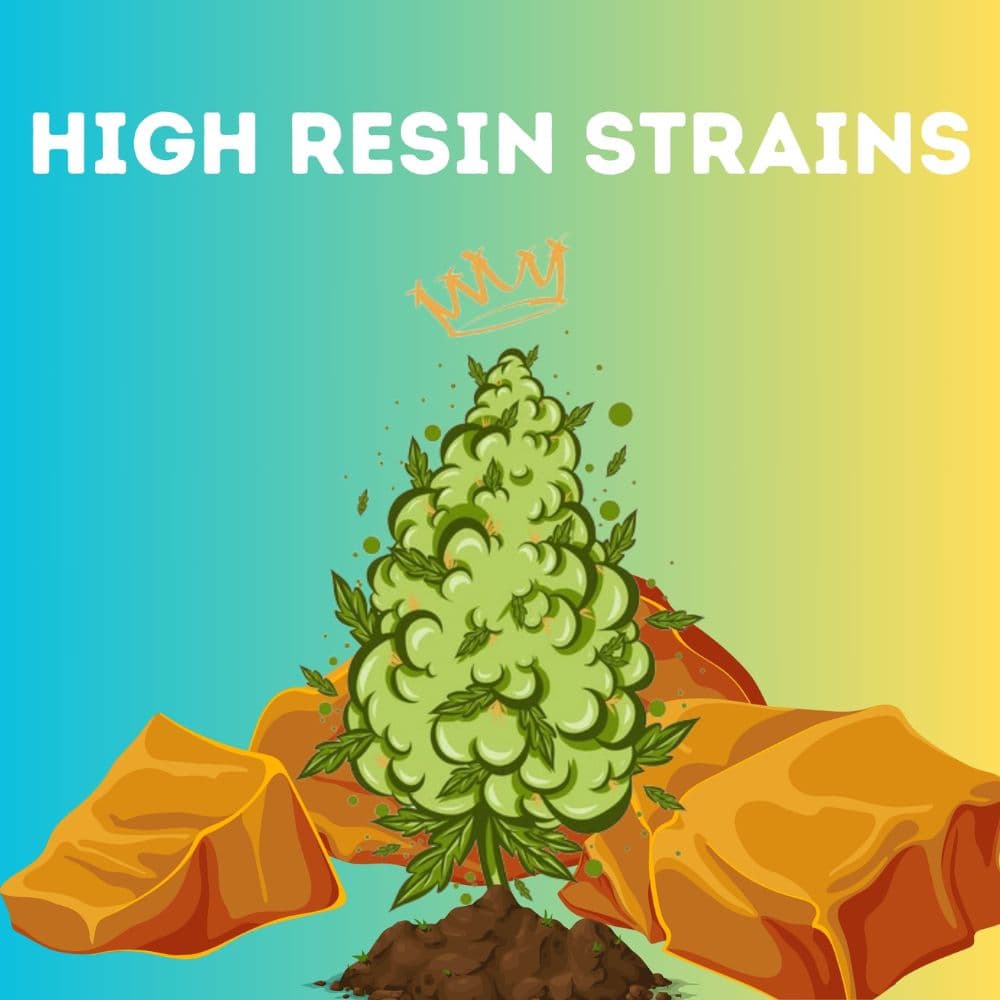 High Resin Strains Mixpack cannabis seeds packaging — Royal King Seeds Australia