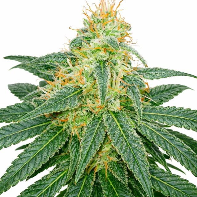 Island Sweet Skunk cannabis seeds packaging — Royal King Seeds Australia