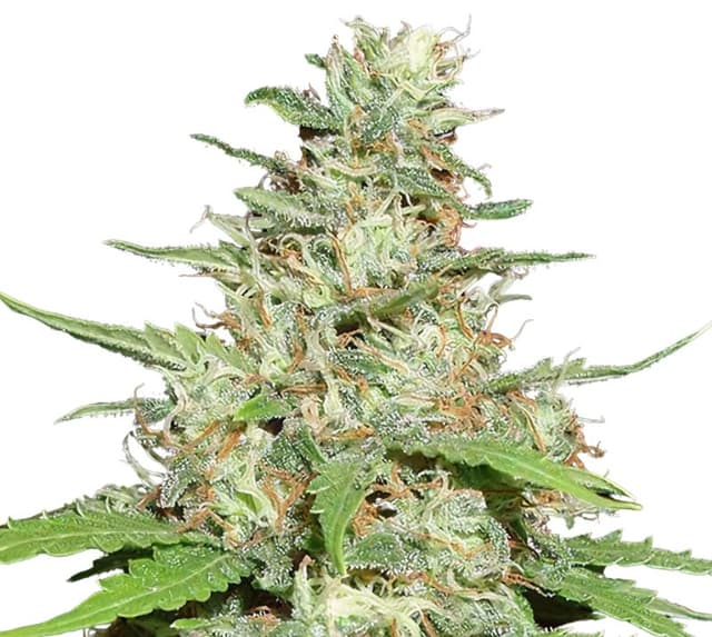 Jack the Ripper cannabis seeds packaging — Royal King Seeds Australia