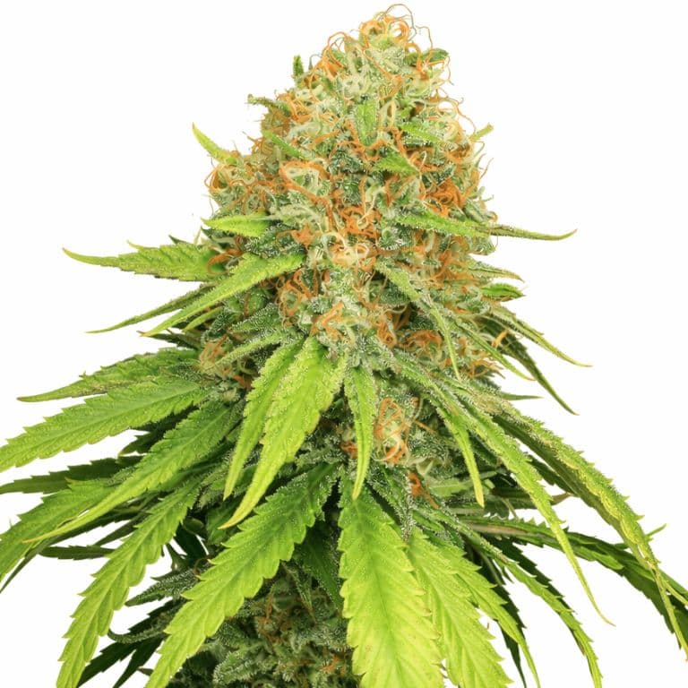 Jamaican Dream Auto