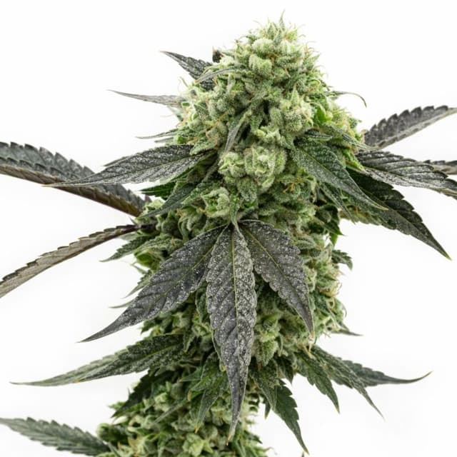 Kid Nβ Kookies Feminized