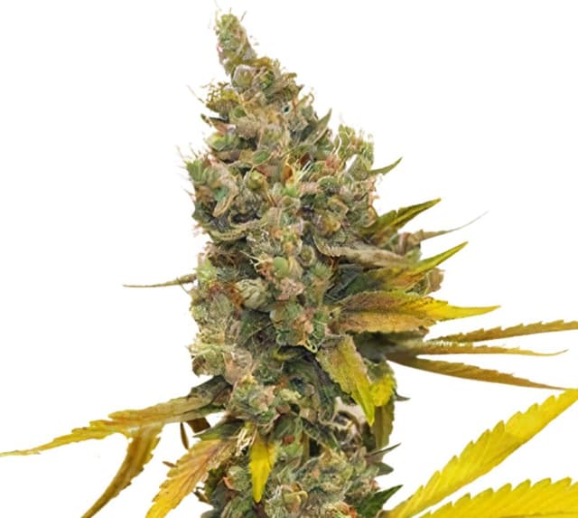 Lemon Thai cannabis seeds packaging — Royal King Seeds Australia