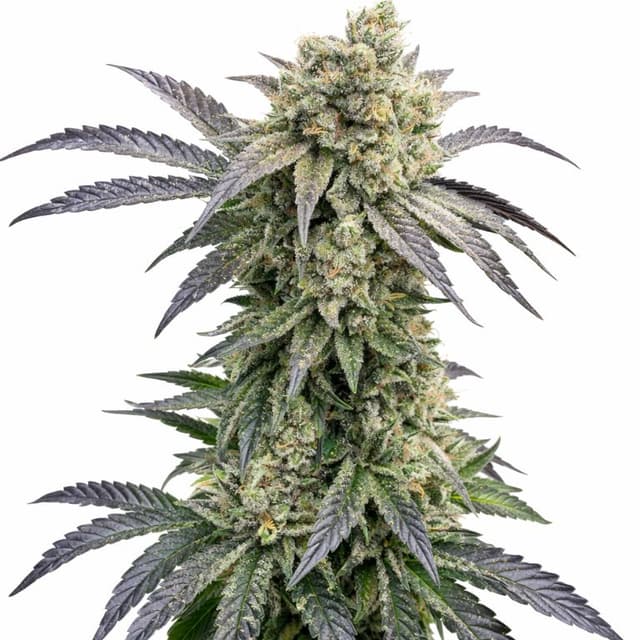 Monkey Berries cannabis seeds packaging — Royal King Seeds Australia