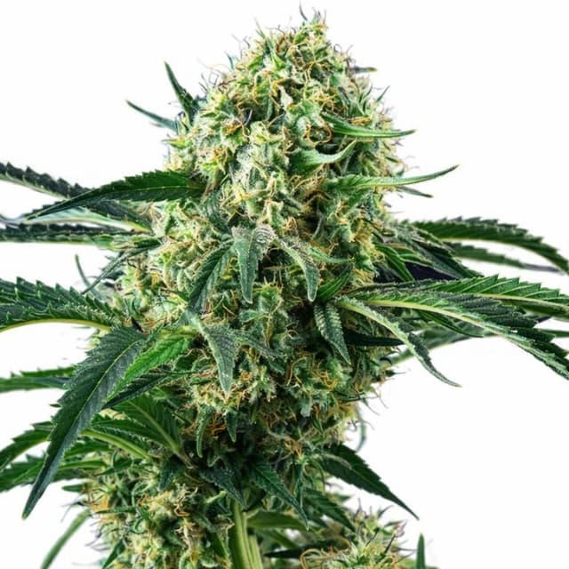 Northern Wreck Feminized