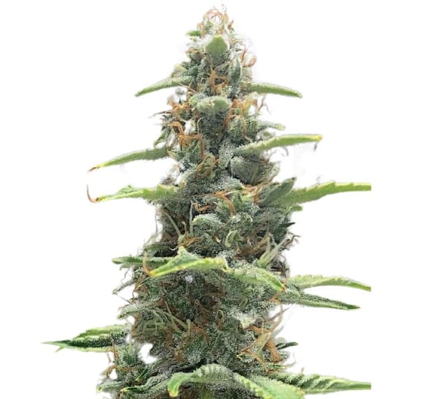 OG LA Affie Feminized