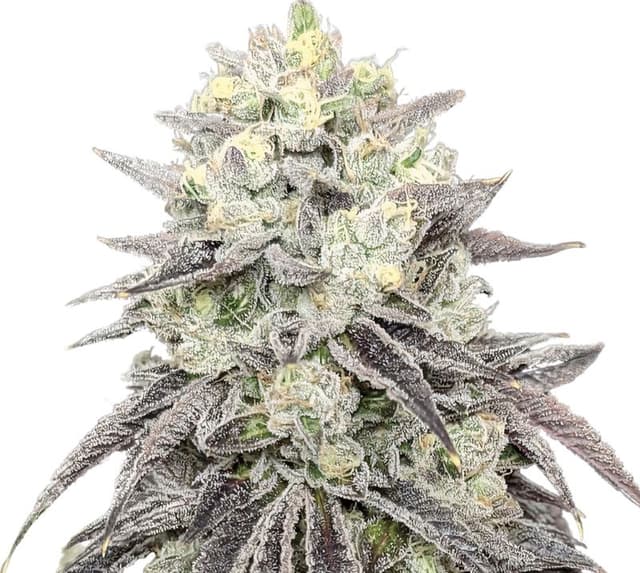 Pakistani Chitral Kush cannabis seeds packaging — Royal King Seeds Australia