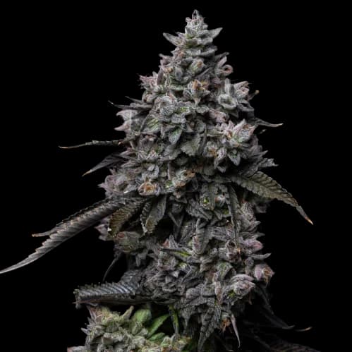 Platinum GSC cannabis seeds packaging — Royal King Seeds Australia