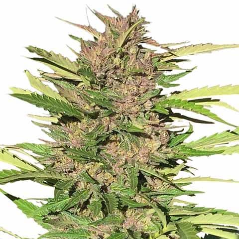 Pure Indica Feminized