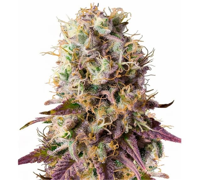Purple Cotton Candy Feminized