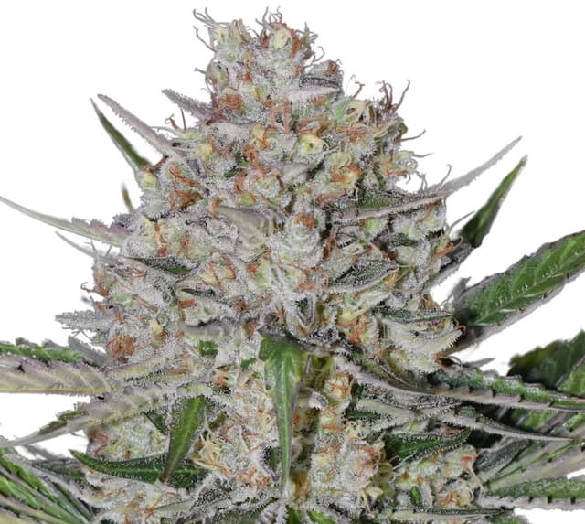Silverback Gorilla Feminized