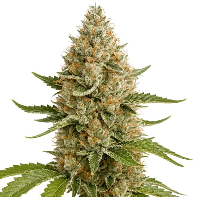Snoop Dogg OG cannabis seeds packaging — Royal King Seeds Australia