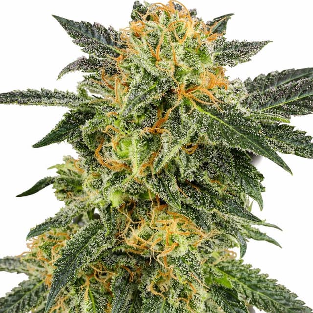 Snow Monster cannabis seeds packaging — Royal King Seeds Australia