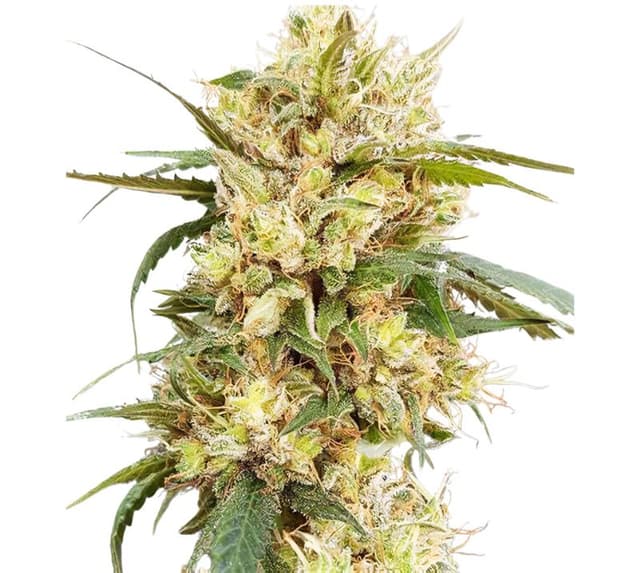 Sour Tangie cannabis seeds packaging — Royal King Seeds Australia