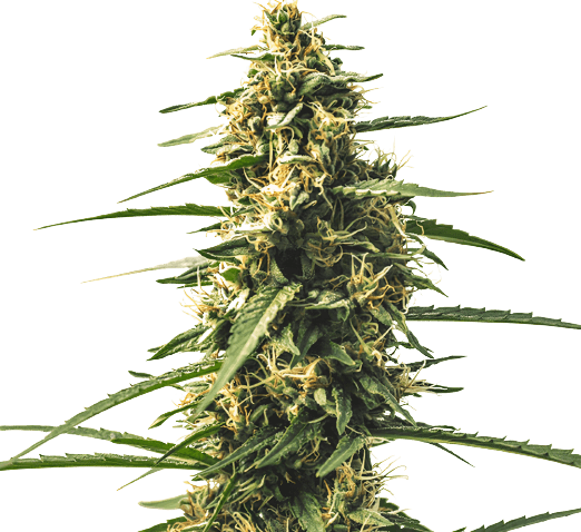 Sour Tsunami CBD Feminized