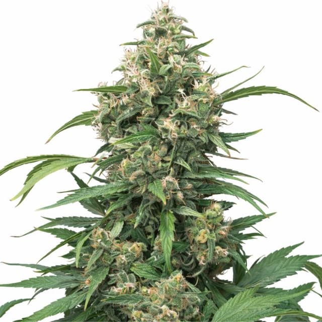 Strawberry Cough cannabis seeds packaging — Royal King Seeds Australia