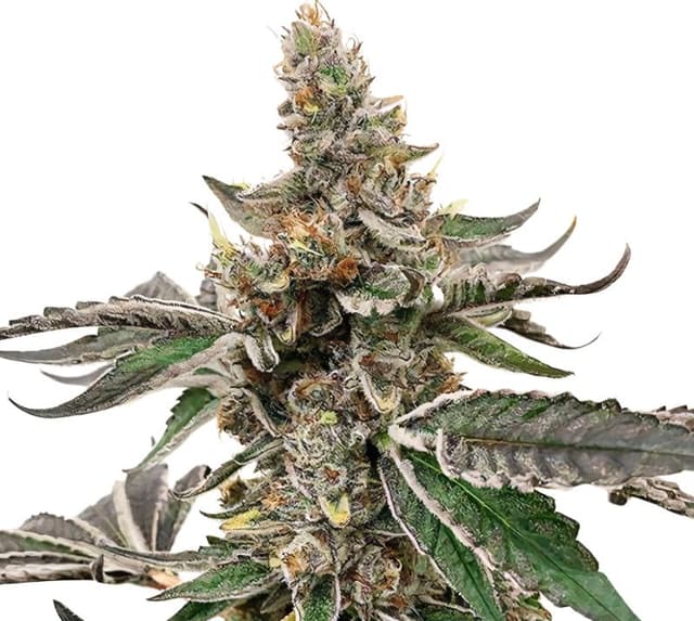 Strawberry Lemonade cannabis seeds packaging — Royal King Seeds Australia