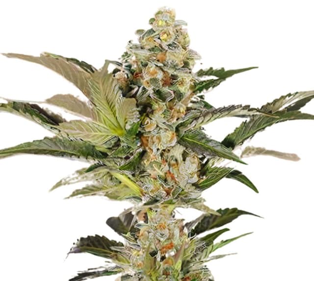 Super Blue Dream cannabis seeds packaging — Royal King Seeds Australia